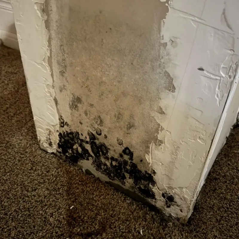 Professional Mold Removal in Basin, WY